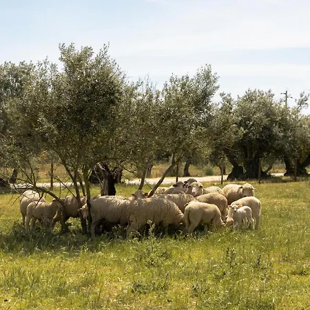 Quinta Da Amendoeira - Evora - The Farmhouse-3
