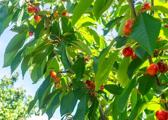 Haustierfreundliches Hotel: Agriturismo Il Tripesce
