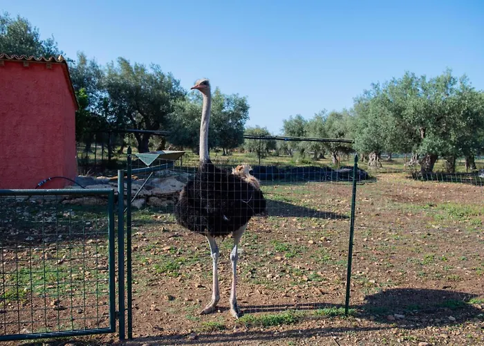 Il Vecchio Frantoio