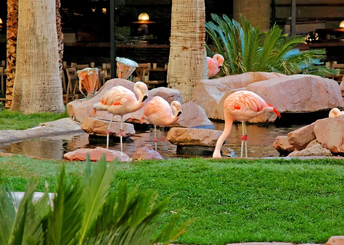Jacuzzi hotel: Flamingo Las Vegas Hotel & Casino