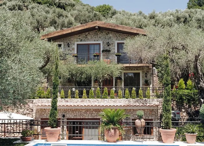 Olive Queen Rustic Estate