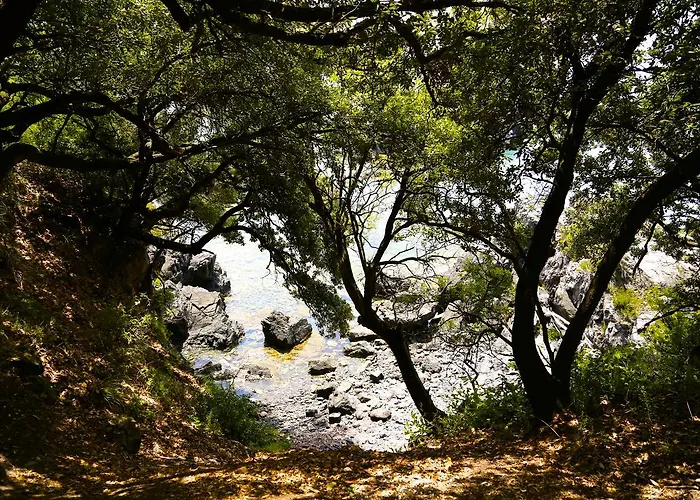 illicini