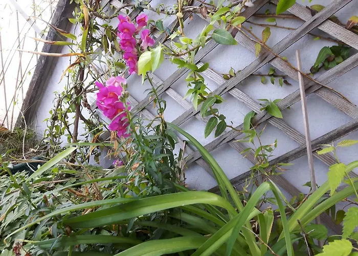 Hôtel accueillant les animaux: Suite Place de l'Etoile